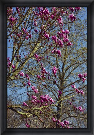Framed Magnolia Blossoms, Oregon Garden, Silverton, Oregon Print
