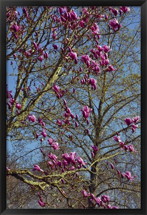 Framed Magnolia Blossoms, Oregon Garden, Silverton, Oregon Print