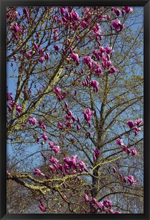 Framed Magnolia Blossoms, Oregon Garden, Silverton, Oregon Print