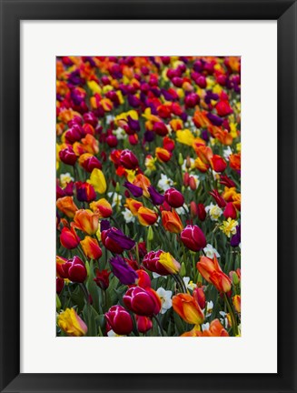 Framed Wind Blows A Field Of Multi-Colored Tulips, Mount Vernon, Washington State Print