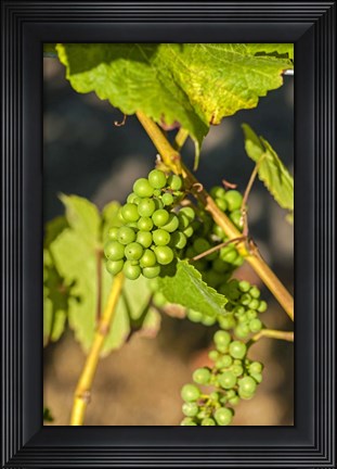 Framed Pinot Gris Wine Grapes Ripen At A Whidbey Island Vineyard, Washington Print