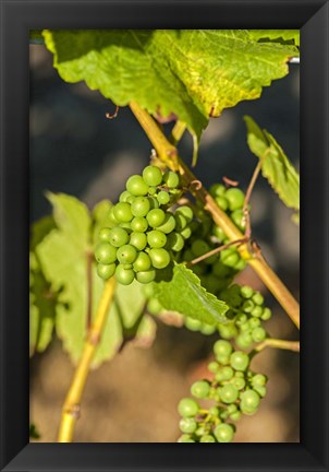 Framed Pinot Gris Wine Grapes Ripen At A Whidbey Island Vineyard, Washington Print