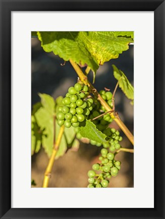 Framed Pinot Gris Wine Grapes Ripen At A Whidbey Island Vineyard, Washington Print