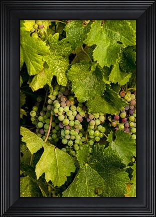 Framed Pinot Grapes In Veraison In Vineyard In The Okanogan Valley, Washington Print