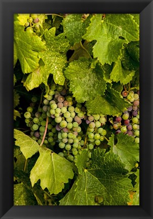 Framed Pinot Grapes In Veraison In Vineyard In The Okanogan Valley, Washington Print