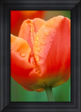Framed Tulip Detail, Skagit Co, Wa Print