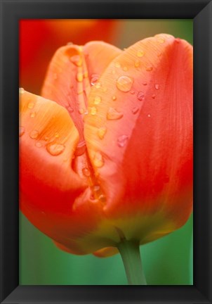 Framed Tulip Detail, Skagit Co, Wa Print