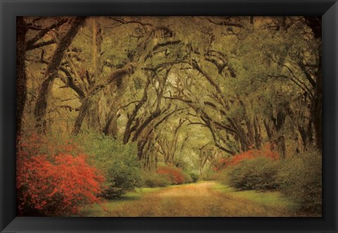 Framed Road Lined With Oaks &amp; Flowers Print
