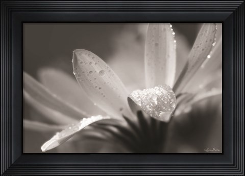 Framed Daisy Print
