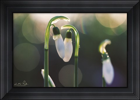 Framed Snowdrops I Print