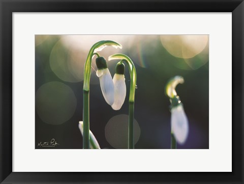 Framed Snowdrops I Print