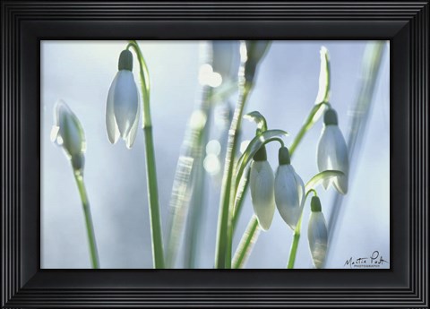 Framed Couple of Snowdrops Print