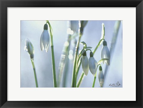 Framed Couple of Snowdrops Print