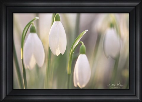 Framed Delicate Print