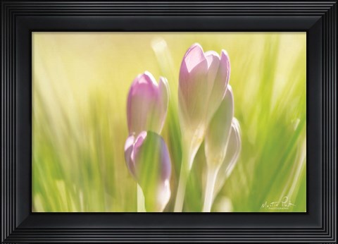 Framed Soft Crocus Print