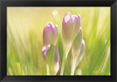 Framed Soft Crocus Print