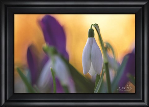 Framed Snowdrop at Sunset Print