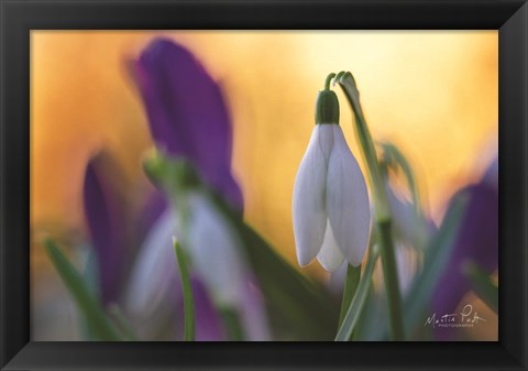 Framed Snowdrop at Sunset Print