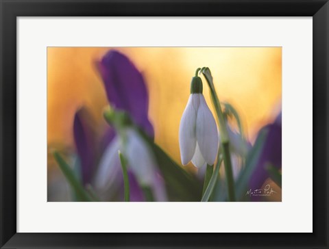Framed Snowdrop at Sunset Print