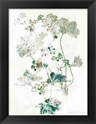 Framed Geranium Botanical Print