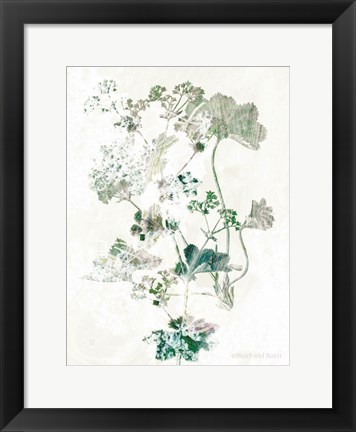 Framed Geranium Botanical Print