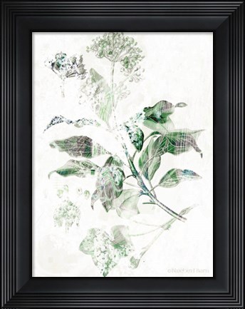 Framed Verbena Botanical Print