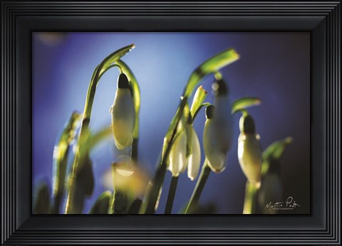 Framed Snowdrops V Print