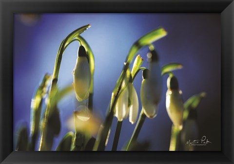 Framed Snowdrops V Print