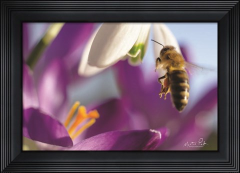 Framed Bee I Print