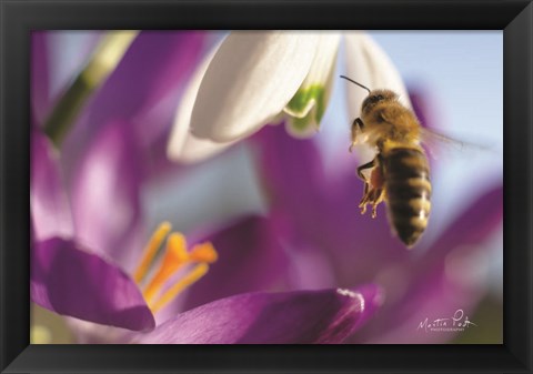 Framed Bee I Print