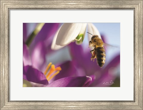 Framed Bee I Print