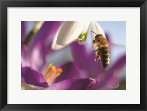 Framed Bee I Print