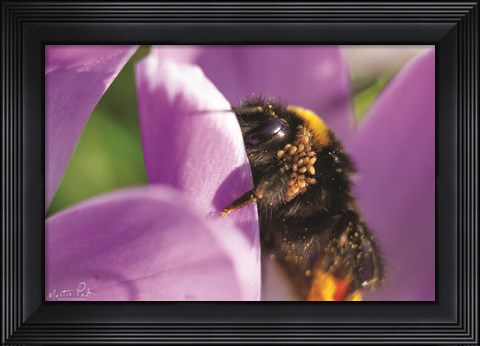Framed Bee II Print
