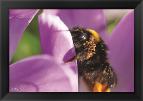 Framed Bee II Print