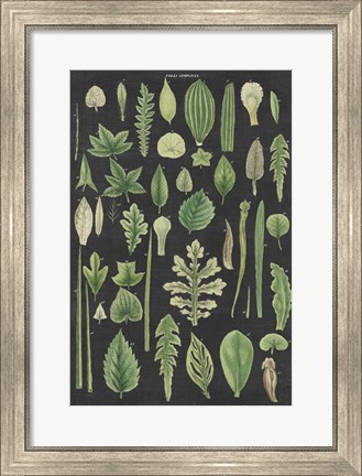 Framed Assortment of Leaves II Charcoal Crop Print