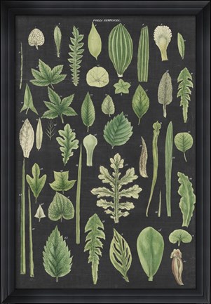 Framed Assortment of Leaves II Charcoal Crop Print