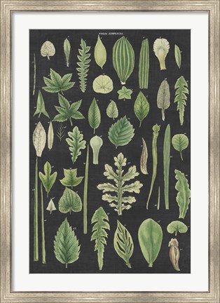 Framed Assortment of Leaves II Charcoal Crop Print