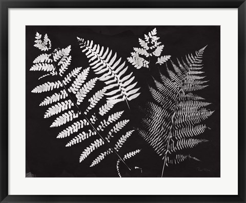 Framed Nature by the Lake Ferns II Black Crop Print