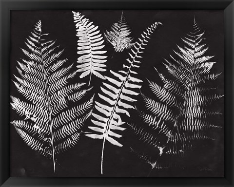 Framed Nature by the Lake Ferns I Black Crop Print