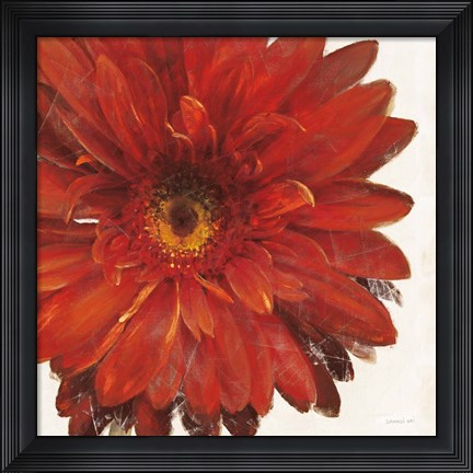 Framed Vivid Daisy Dark Red Crop Print
