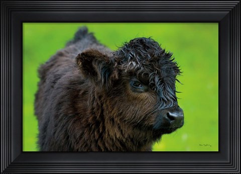 Framed Scottish Highland Cattle XI Print