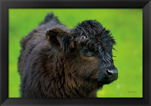 Framed Scottish Highland Cattle XI Print