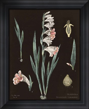 Framed Gladiola Chart Cool Print