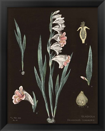 Framed Gladiola Chart Cool Print