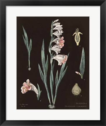 Framed Gladiola Chart Cool Print