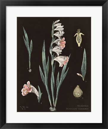 Framed Gladiola Chart Cool Print