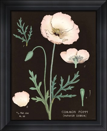 Framed Poppy Chart Cool Print