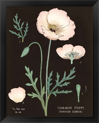 Framed Poppy Chart Cool Print