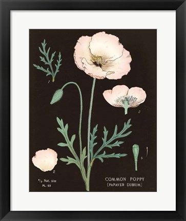 Framed Poppy Chart Cool Print