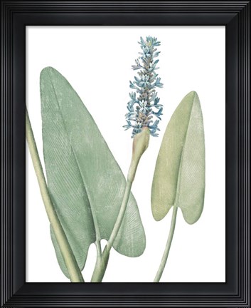 Framed Summer Botanicals IV on White Print
